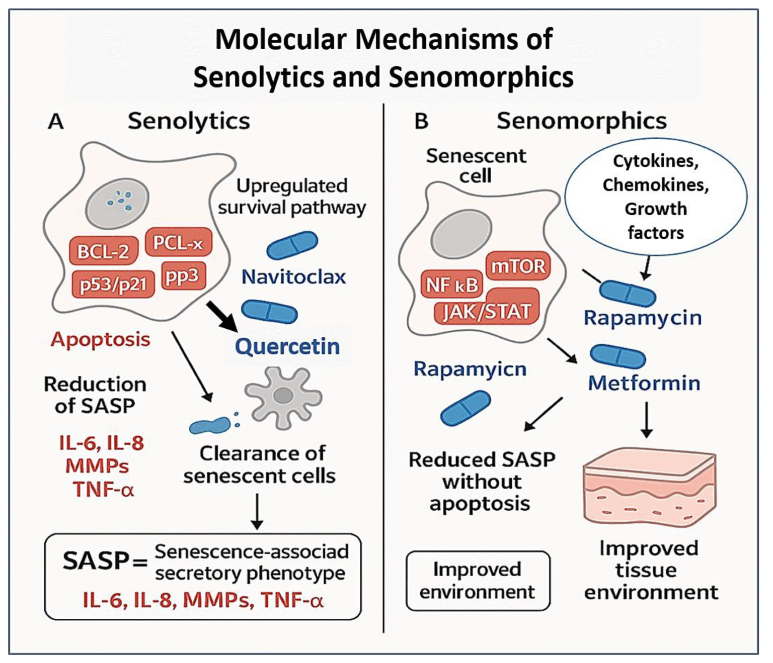 Senolytics and Senomorphics: The New Frontier of Longevity Skincare ...
