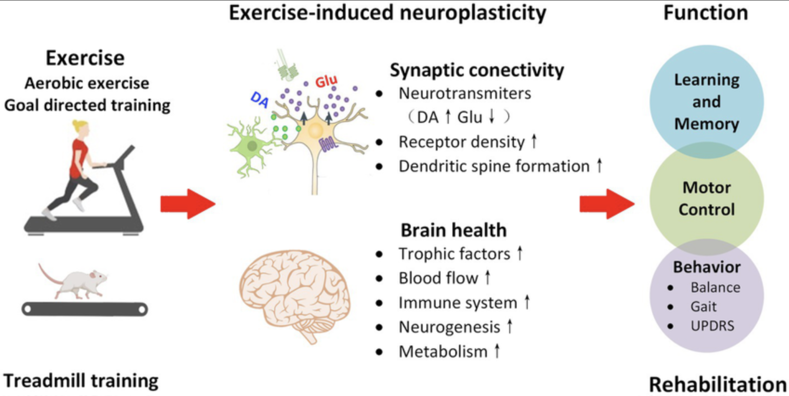 The Exercise That Keeps the Brain Younger: Moving Today to Think Better ...